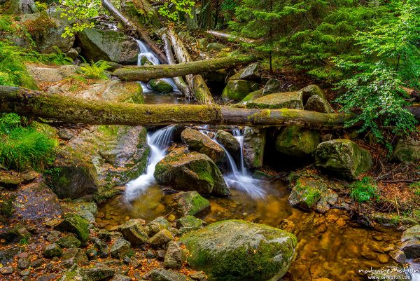 Ilsefälle, Bachlauf der Ilse bei Ilsenburg, Ilsenburg / Harz, Deutschland