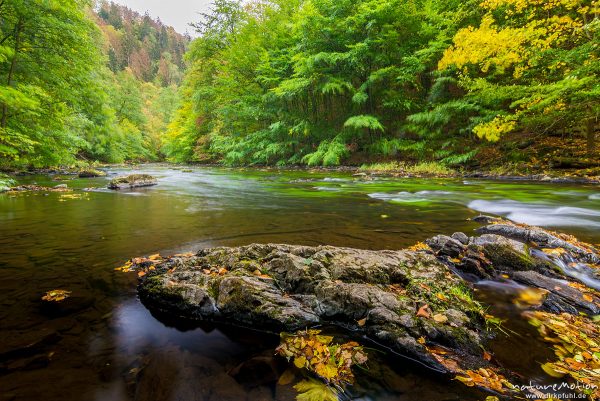 fließender Gebirgsbach der Bode zwischen Felsen, beginnende Herbstfärbung, Bodetal, Deutschland