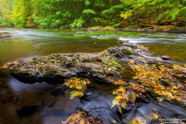 fließender Gebirgsbach der Bode zwischen Felsen, beginnende Herbstfärbung, Bodetal, Deutschland