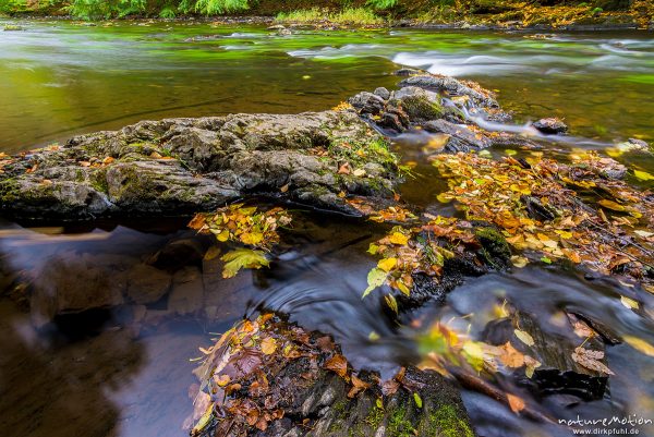 fließender Gebirgsbach der Bode zwischen Felsen, beginnende Herbstfärbung, Bodetal, Deutschland