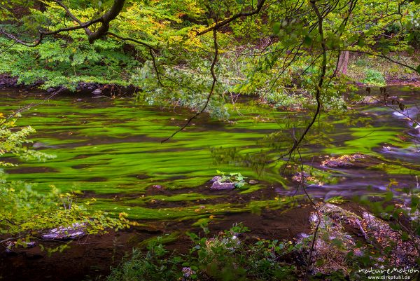 fließender Gebirgsbach der Bode zwischen Felsen, beginnende Herbstfärbung, Bodetal, Deutschland