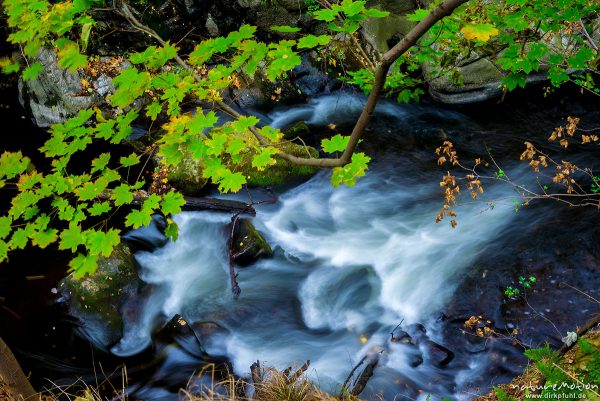 fließender Gebirgsbach der Bode zwischen Felsen, beginnende Herbstfärbung, Bodetal, Deutschland