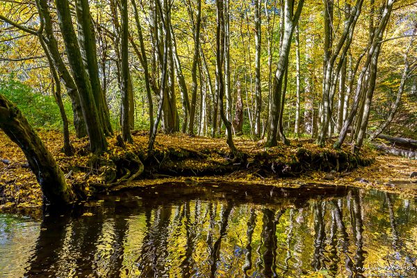 Mittelgebirgsbach mit Herbstlaub, Spiegelungen der Bäume, Niemetal, Löwenhagen, Deutschland