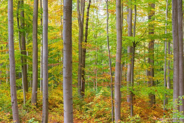 Herbstwald, Asbach-Sickenberg, Deutschland