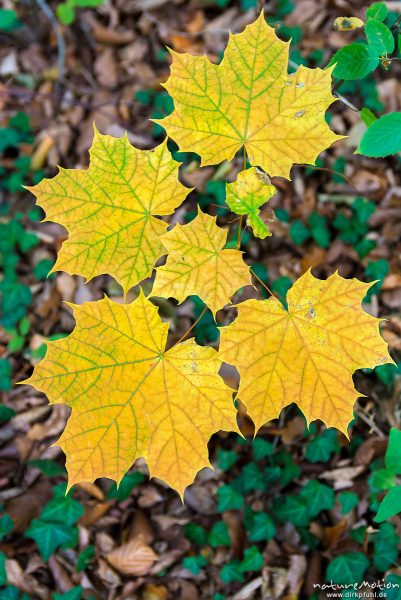 Spitz-Ahorn, Acer platanoides, Aceraceae, gelb gefärbtes Laub, Asbach-Sickenberg, Deutschland