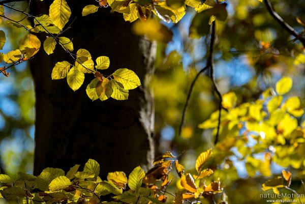 Rot-Buche, Fagus sylvatica, Fagaceae, leuchtendes Herbstlaub vor dunklem Stamm, Westerberg, Göttingen, Deutschland