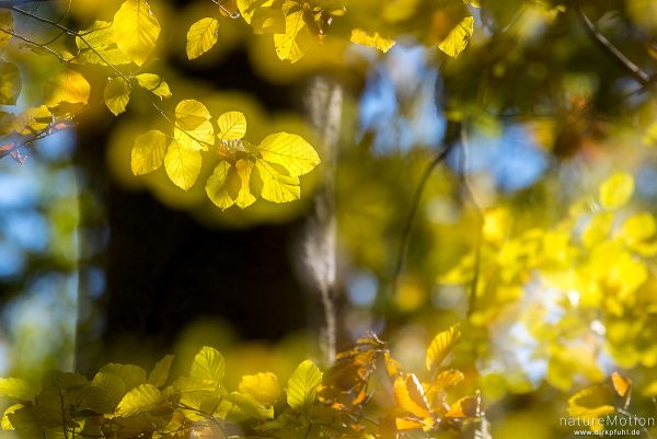 Rot-Buche, Fagus sylvatica, Fagaceae, leuchtendes Herbstlaub vor dunklem Stamm, Doppelbelichtung sch, Göttingen, Deutschland