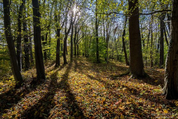 Herbstwald mit Eschen, Rot-Buchen und Hainbuchen, Westerberg, Göttingen, Deutschland