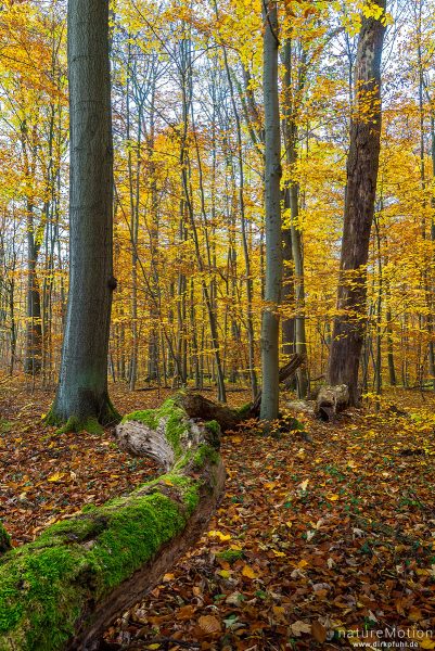 Herbstwald, Kehr, Göttinger Wald, Göttingen, Deutschland