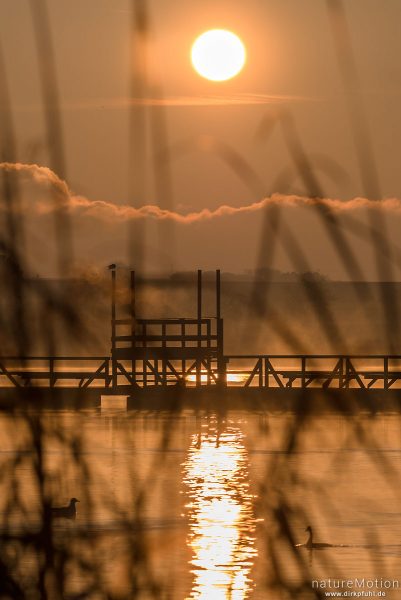 Sonnenaufgang, Nebel, Seeburger See, Seeburger See, Deutschland