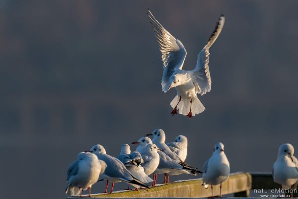 Lachmöwe, Larus ridibundus, Laridae, anfliegendes Tier, sucht Platz zwischen Gruppe auf Geländer von Badesteg, Seeburger See, Seeburger See, Deutschland