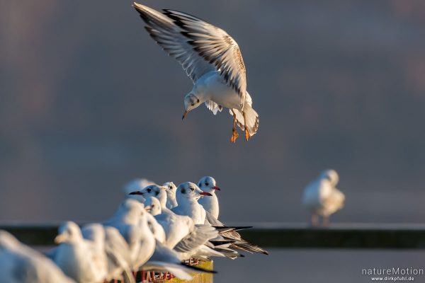 Lachmöwe, Larus ridibundus, Laridae, anfliegendes Tier, sucht Platz zwischen Gruppe auf Geländer von, Seeburger See, Deutschland