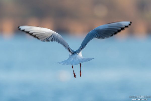 Lachmöwe, Larus ridibundus, Laridae, fliegendes Tier, Seeburger See, Deutschland