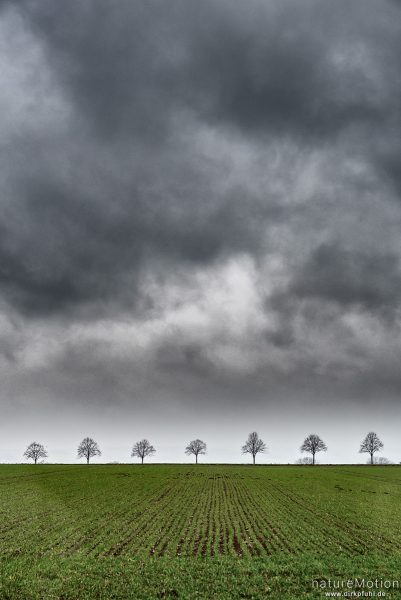 Regenwolken über Agrarlandschaft, Baumreihe, Gartemühle, Göttingen, Deutschland