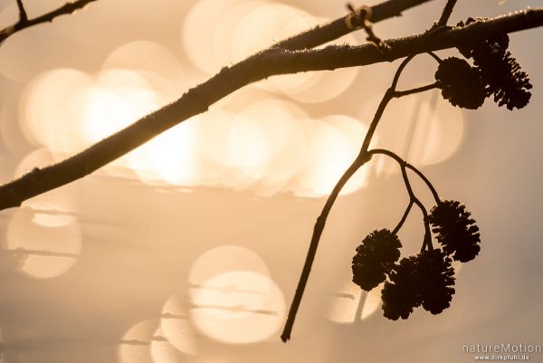 Erlenfrüchte im Gegenlicht, Kiessee, Göttingen, Deutschland