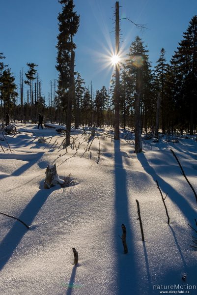 Sonne strahlt durch abgestorbene Fichten, Schnee, Schatten, Torfhaus, Deutschland