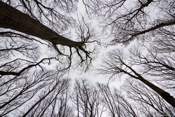 kahle Baumkronen gegen den Himmel, Westerberg, Göttingen, Deutschland