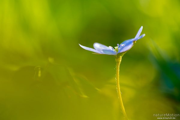 Leberblümchen, Hepatica nobilis, Ranunculaceae, Blüte, Göttinger Wald, Göttingen, Deutschland