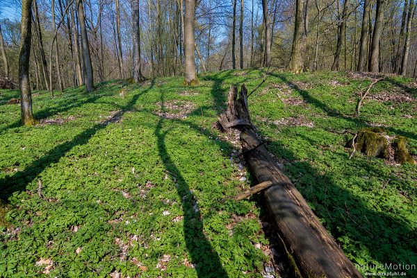 Schatten von Baumstämmen auf dem Waldboden, Buschwindröschen, Fischteiche an der Uffe, Karstweg, Walkenried, Deutschland