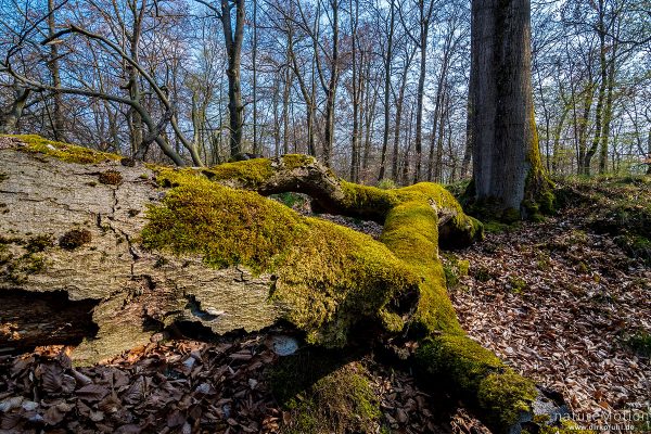 Wald mit knorrigen Bäumen, moosbewachsene Stämme, Gipskarst, Karstweg, Walkenried, Deutschland