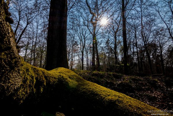 Wald mit knorrigen Bäumen, moosbewachsene Stämme, Gipskarst, Karstweg, Walkenried, Deutschland