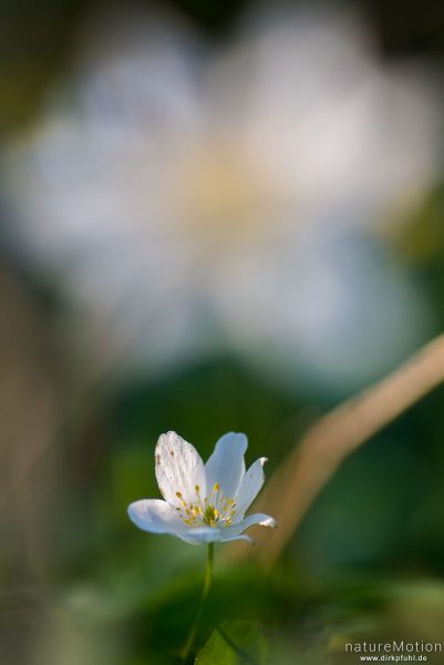 Buschwindröschen, Anemone nemorosa, Ranunculaceae, Blüte, Göttinger Wald, Göttingen, Deutschland