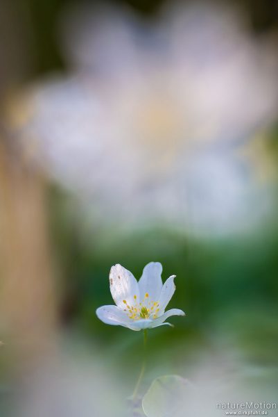 Buschwindröschen, Anemone nemorosa, Ranunculaceae, Blüte, Göttinger Wald, Göttingen, Deutschland