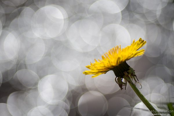 Löwenzahn, Taraxacum officinale, Asteraceae, Blüte an Bachufer, Lichtreflexe, Bokeh, Wendershausen bei Witzenhausen, Deutschland