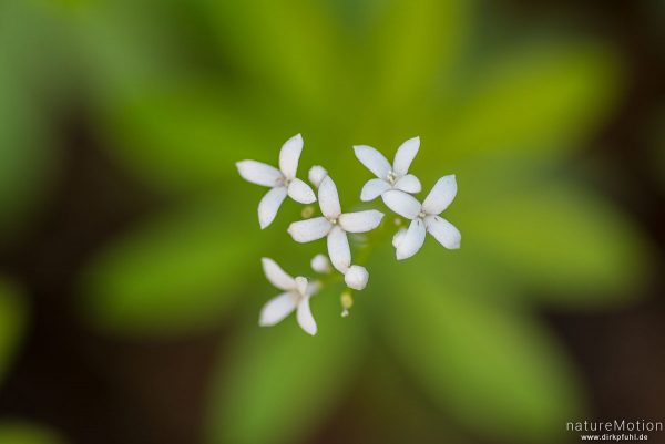 Waldmeister, Galium odoratum, Rubiaceae, Blütenstand, Westerberg, Göttinger Wald, Göttingen, Deutschland