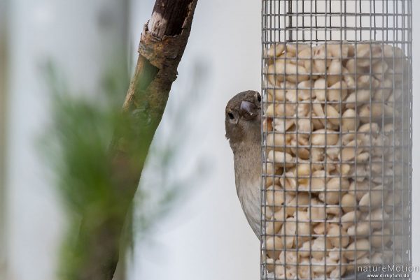 Haussperling, Spatz, Passer domesticus, Sperlinge (Passeridae), Weibchen an einer Futterstelle auf Balkon, Göttingen, Deutschland