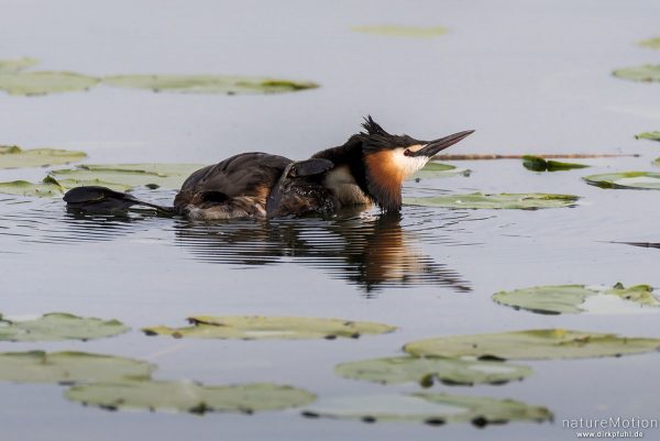 Haubentaucher, Podiceps cristatus, Podicipedidae, Gefiederpflege, Seeburger See, Deutschland