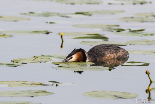 Haubentaucher, Podiceps cristatus, Podicipedidae, liegt auf Wasseroberfläche, Drohgebärde, Seeburger See, Deutschland