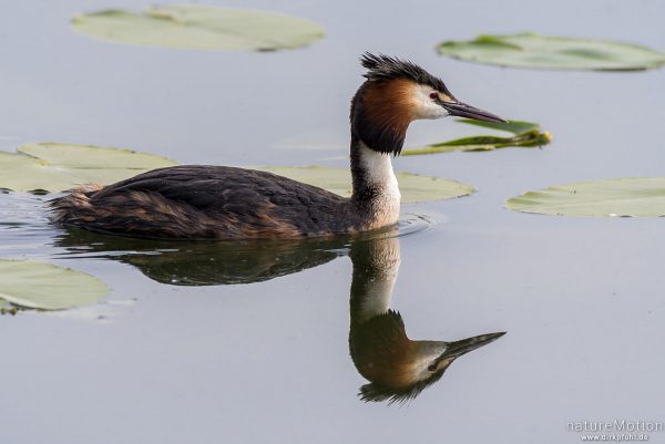 Haubentaucher, Podiceps cristatus, Podicipedidae, schwimmt zwischen Seerosenblättern, Seeburger See, Deutschland