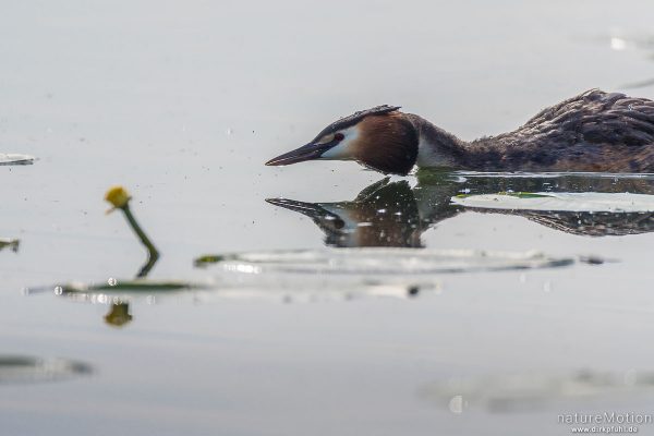 Haubentaucher, Podiceps cristatus, Podicipedidae, liegt auf Wasseroberfläche, Drohgebärde, Seeburger See, Deutschland