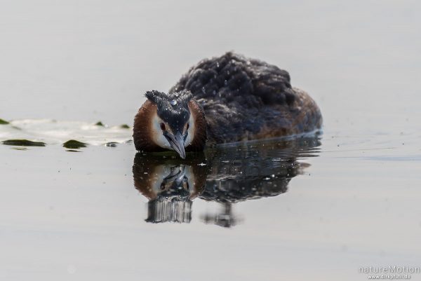 Haubentaucher, Podiceps cristatus, Podicipedidae, liegt auf Wasseroberfläche, Drohgebärde, Seeburger See, Deutschland