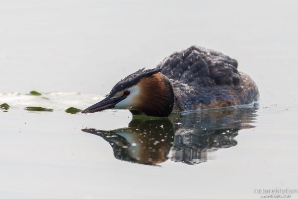 Haubentaucher, Podiceps cristatus, Podicipedidae, liegt auf Wasseroberfläche, Drohgebärde, Seeburger See, Deutschland