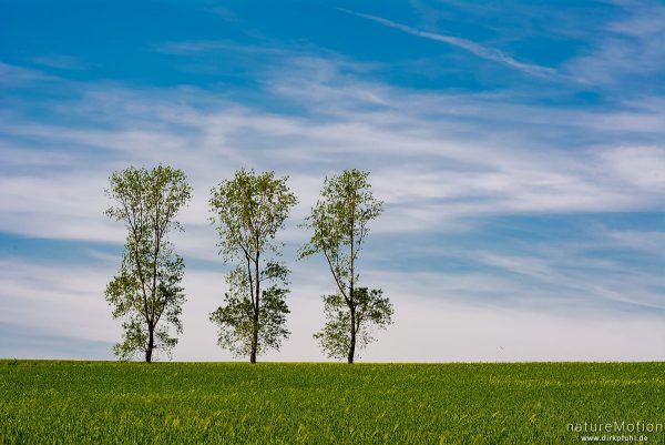 drei Birken vor blauem Himmel, davor Getreidefeld, Stöckey, Deutschland