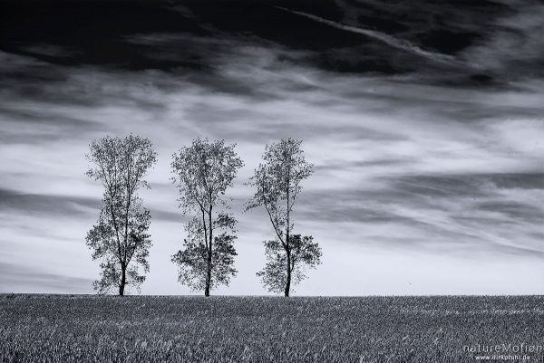 drei Birken vor blauem Himmel, davor Getreidefeld, Stöckey, Deutschland