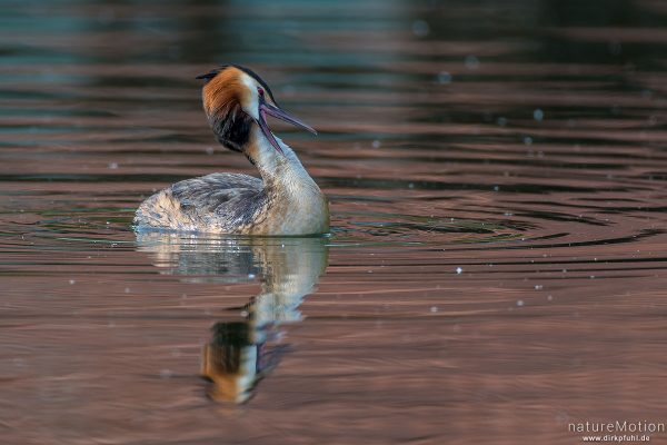 Haubentaucher, Podiceps cristatus, Podicipedidae, Gefiederpflege, Seeburger See, Deutschland