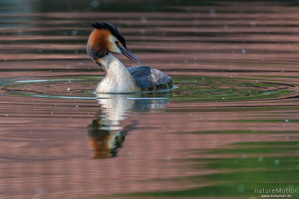 Haubentaucher, Podiceps cristatus, Podicipedidae, schwimmt zwischen Seerosenblättern, Seeburger See, Deutschland