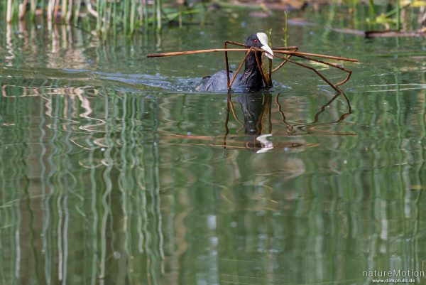 Bläßhuhn, Bläßralle, Fulica atra, Rallidae, Tier transportiert Nistmaterial, Seeburger See, Deutschland