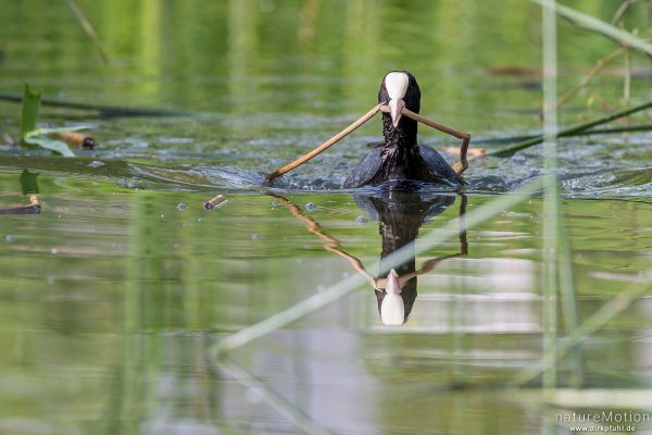 Bläßhuhn, Bläßralle, Fulica atra, Rallidae, Tier transportiert Nistmaterial, Seeburger See, Deutschland