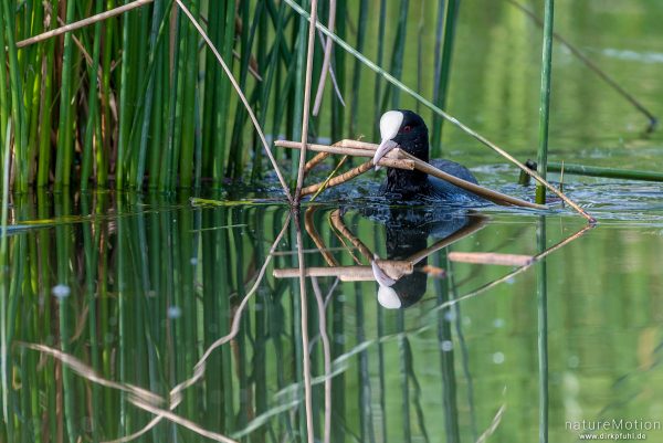 Bläßhuhn, Bläßralle, Fulica atra, Rallidae, Tier transportiert Nistmaterial, Seeburger See, Deutschland