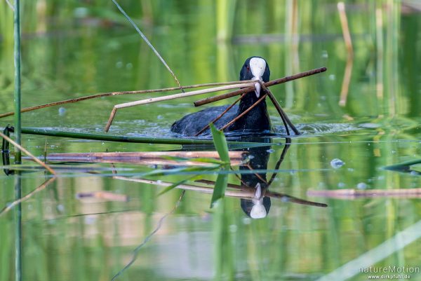 Bläßhuhn, Bläßralle, Fulica atra, Rallidae, Tier transportiert Nistmaterial, Seeburger See, Deutschland