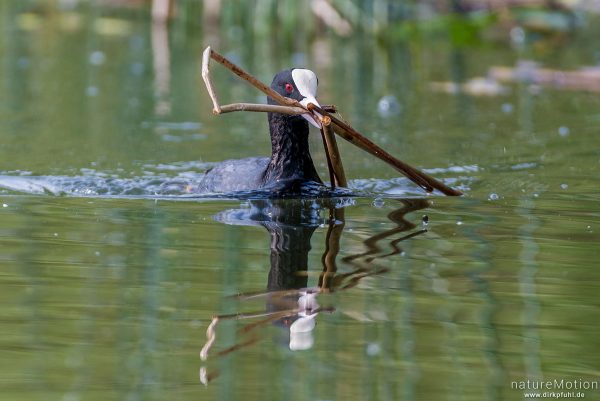 Bläßhuhn, Bläßralle, Fulica atra, Rallidae, Tier transportiert Nistmaterial, Seeburger See, Deutschland