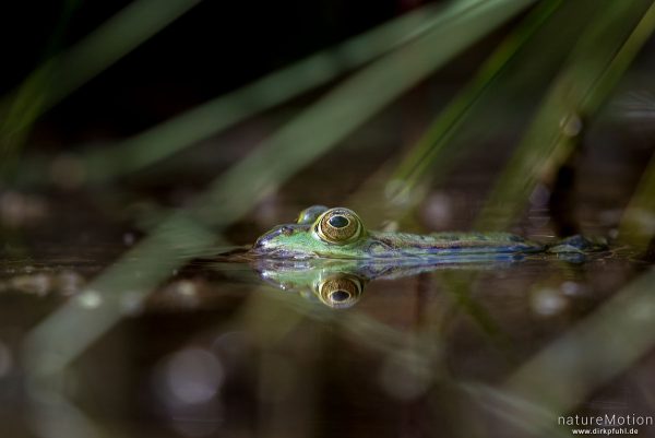 Teichfrosch, Rana esculenta  (Pelophylax kl. esculentus, Pelophylax "esculentus"), Echte Frösche (Ranidae), Männchen zwischen Binsen, Alter Botanischer Garten, Göttingen, Deutschland