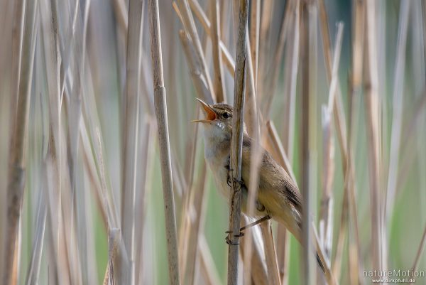 Sumpfrohrsänger, Acrocephalus palustris, 	Rohrsängerartige (Acrocephalidae),Männchenin dichtem Schilfbestand, singt, renaturierter Bereich südlich am Kiessee, Göttingen, Deutschland