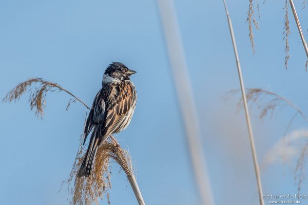 Rohrammer, Emberiza schoeniclus, 	Ammern (Emberizidae), Männchen, sitzt im Schilf, renaturierter Bereich südlich am Kiessee, Göttingen, Deutschland