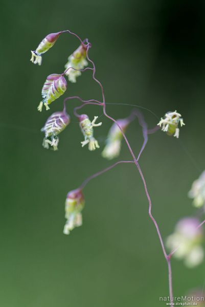 Mittleres Zittergras, Gewöhnliches Zittergras, Gemeines Zittergras, Briza media, 	Süßgräser (Poaceae),Ähren mit Staubfäden, Kerstlingeröder Feld, Focus Stacking, Göttingen, Deutschland