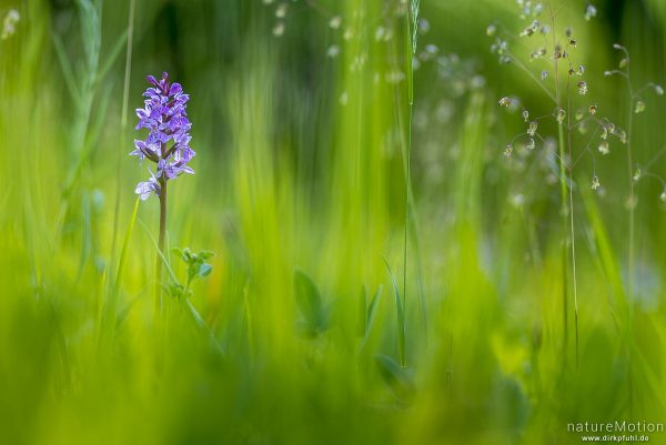 Geflecktes Knabenkraut, Dactylorhiza maculata, 	Orchideen (Orchidaceae) ,Blüten inmitten von Gäsern, Kerstlingeröder Feld, Göttingen, Deutschland